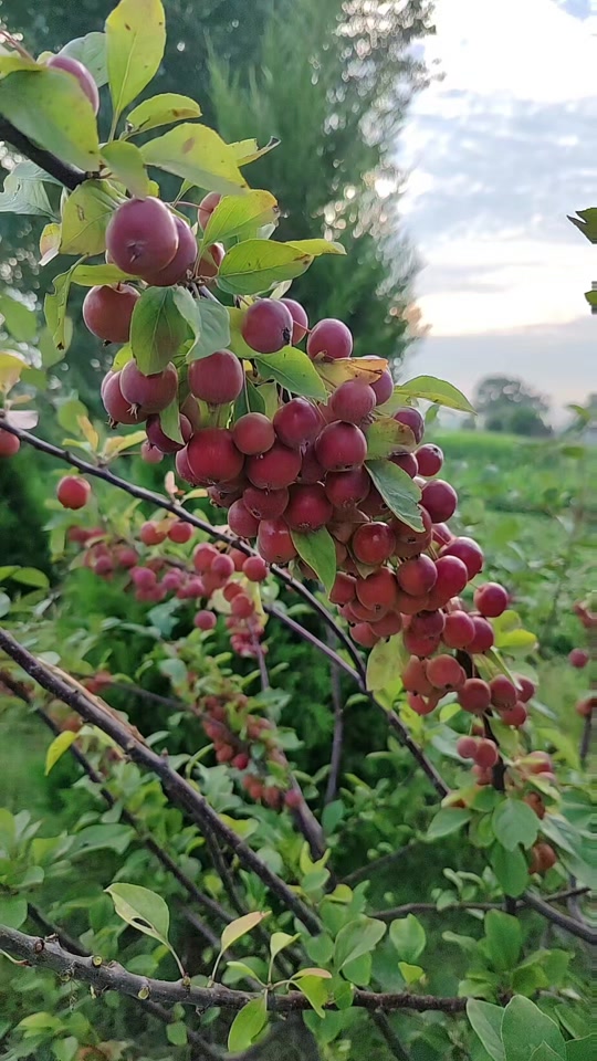 猪肉版小苹果(猪小苹果猪)