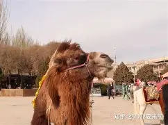 手机版征途5秒交骆驼(征途手游骆驼怎么跑的很快)-第3张图片-QuickQ官网 手机版征途5秒交骆驼(征途手游骆驼怎么跑的很快)-第3张图片-QuickQ官网